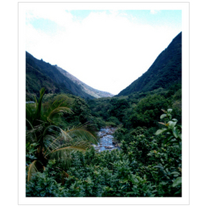 Maui Rainforest I - Hahnemühle Torchon Paper