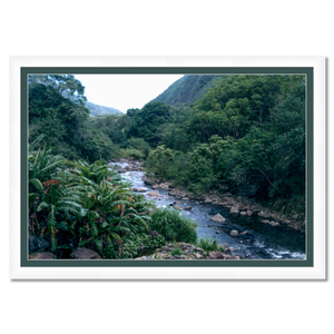 Maui Rainforest II - Framed - Metallic Paper