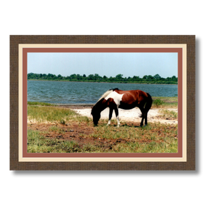 Assateague - Framed - Satin Luster Paper