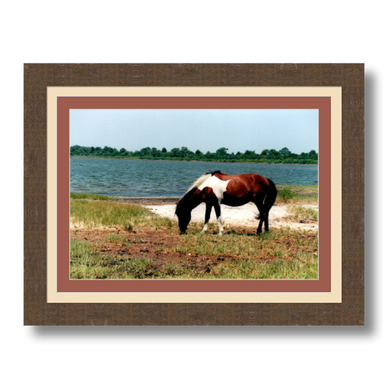 Assateague - Framed - Satin Luster Paper