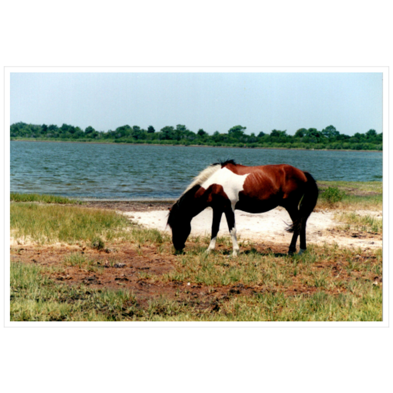 Assateague - Satin Luster Paper