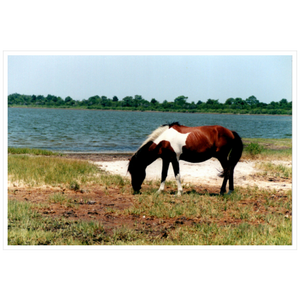 Assateague - Satin Luster Paper