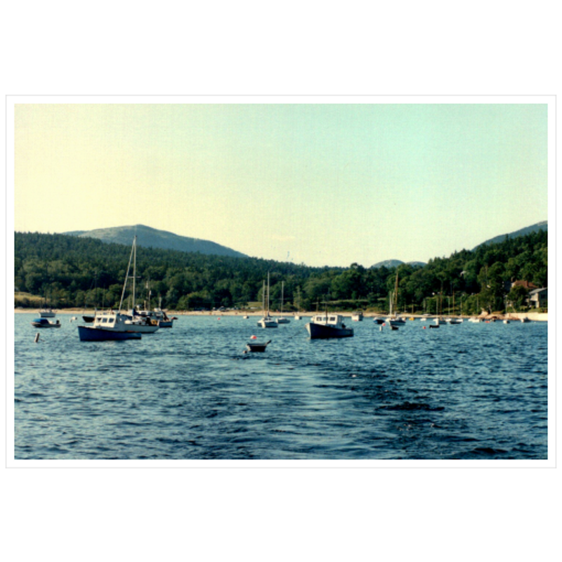 Sailing Seal Harbor - Premium Giclee Paper