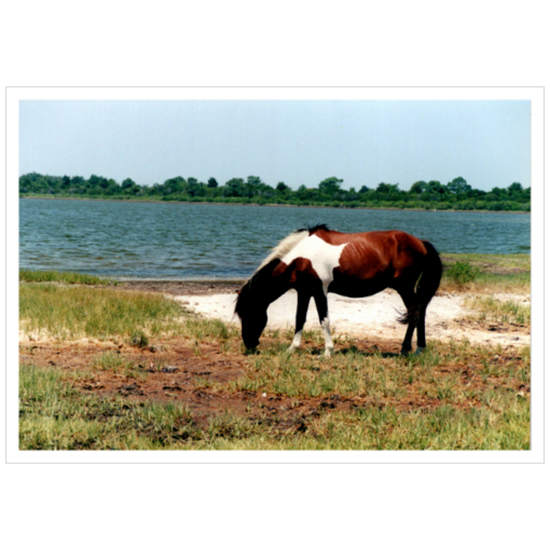 Assateague - Satin Luster Paper