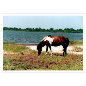 Assateague - Satin Luster Paper