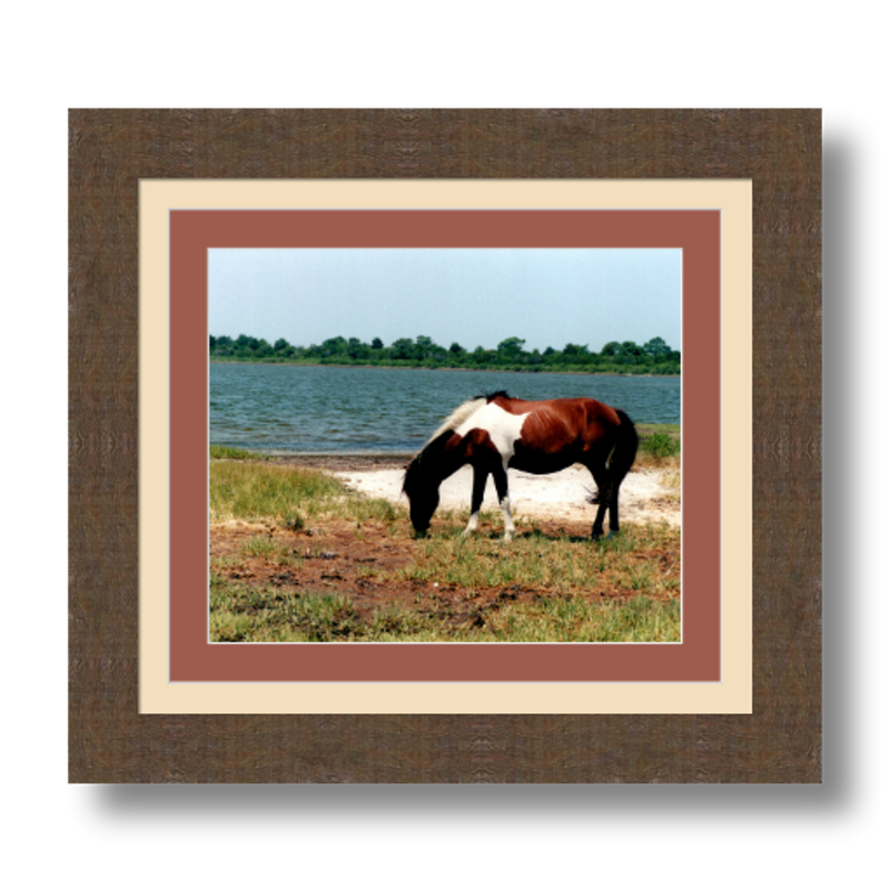 Assateague - Framed - Satin Luster Paper