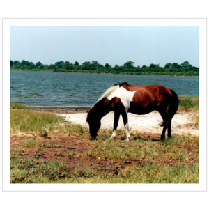Assateague - Satin Luster Paper