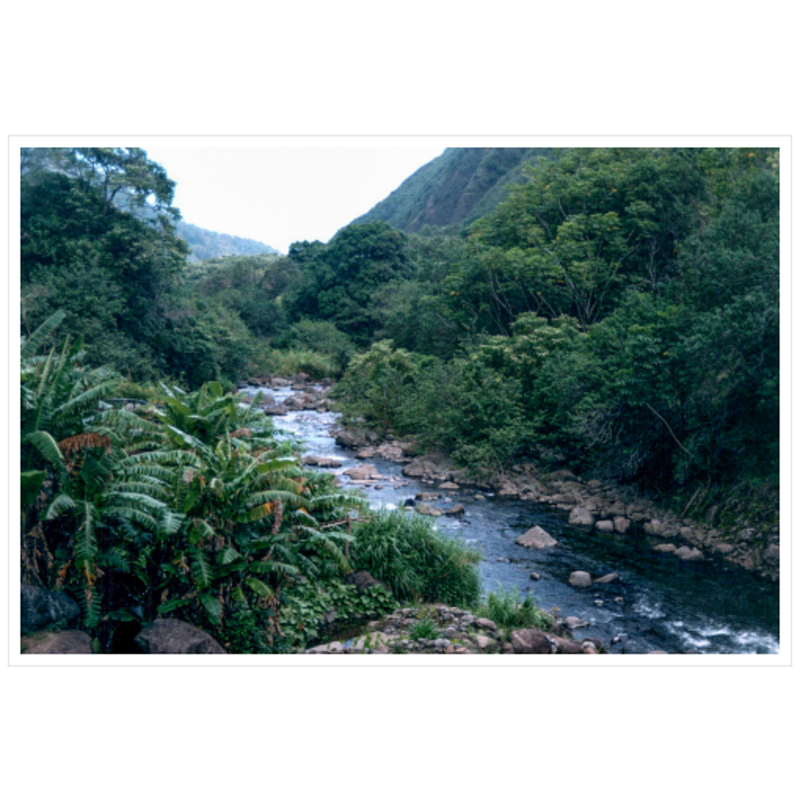 Maui Rainforest II - Metallic Paper