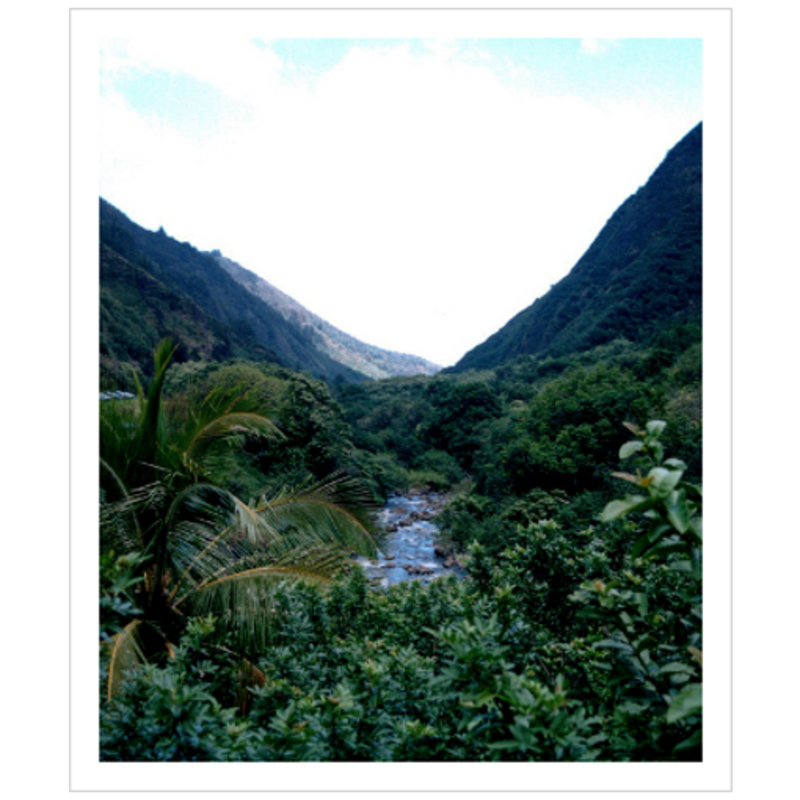 Maui Rainforest I - Metallic Paper