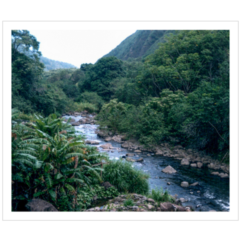 Maui Rainforest II - Hahnemühle Torchon Paper