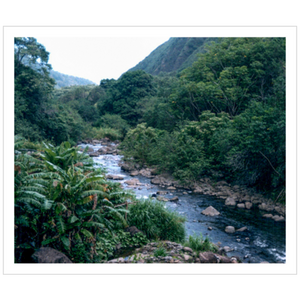 Maui Rainforest II - Hahnemühle Torchon Paper