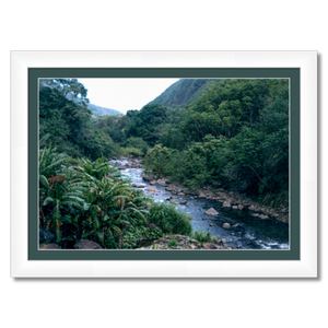 Maui Rainforest II - Framed - Hahnemühle Torchon Paper