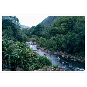 Maui Rainforest II - Hahnemühle Torchon Paper