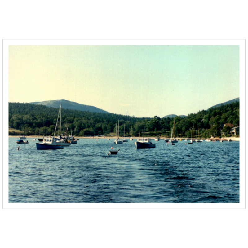 Sailing Seal Harbor - Premium Giclee Paper