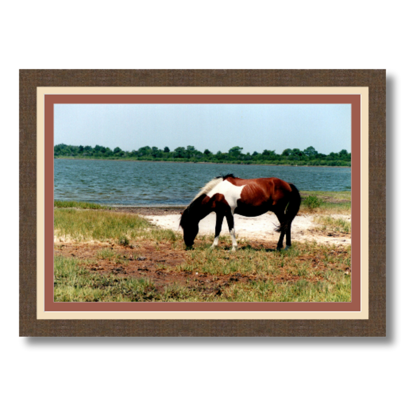 Assateague - Framed - Satin Luster Paper